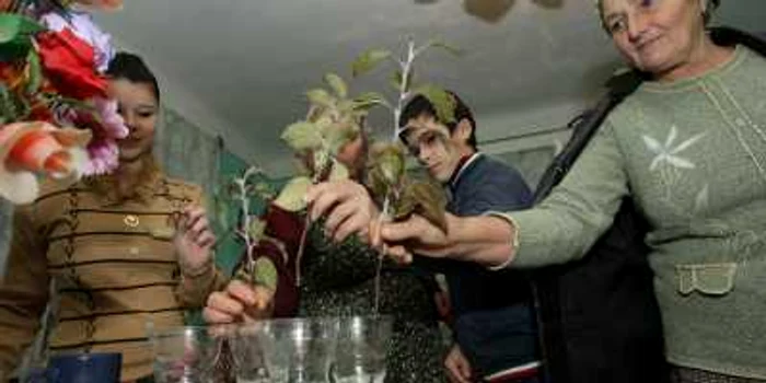 În familia Caloş, din Boian, toţi cei ai casei pun câte o crenguţă în apă în seara de 5 decembrie.