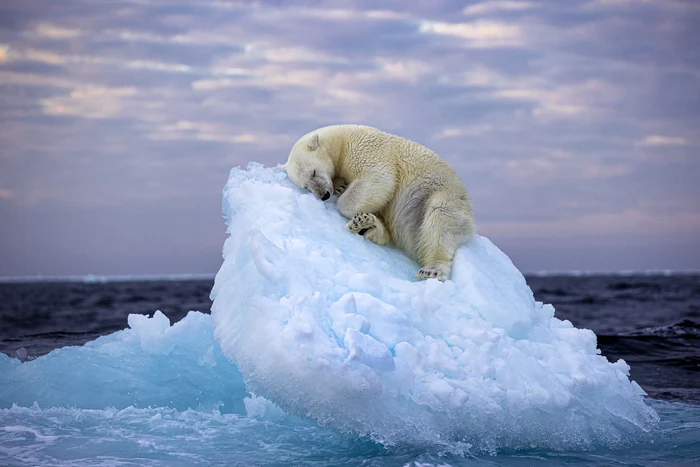 Patul de gheață. Un urs polar se odihnește pe un iceberg FOTO Profimedia