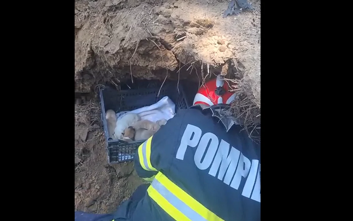 Animalele au fost salvare. FOTO Captură video ISU Constanta
