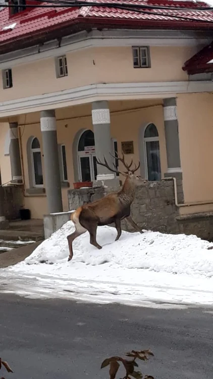Cerbul a fugit în cele din urmă în pădure FOTO IJJ Prahova