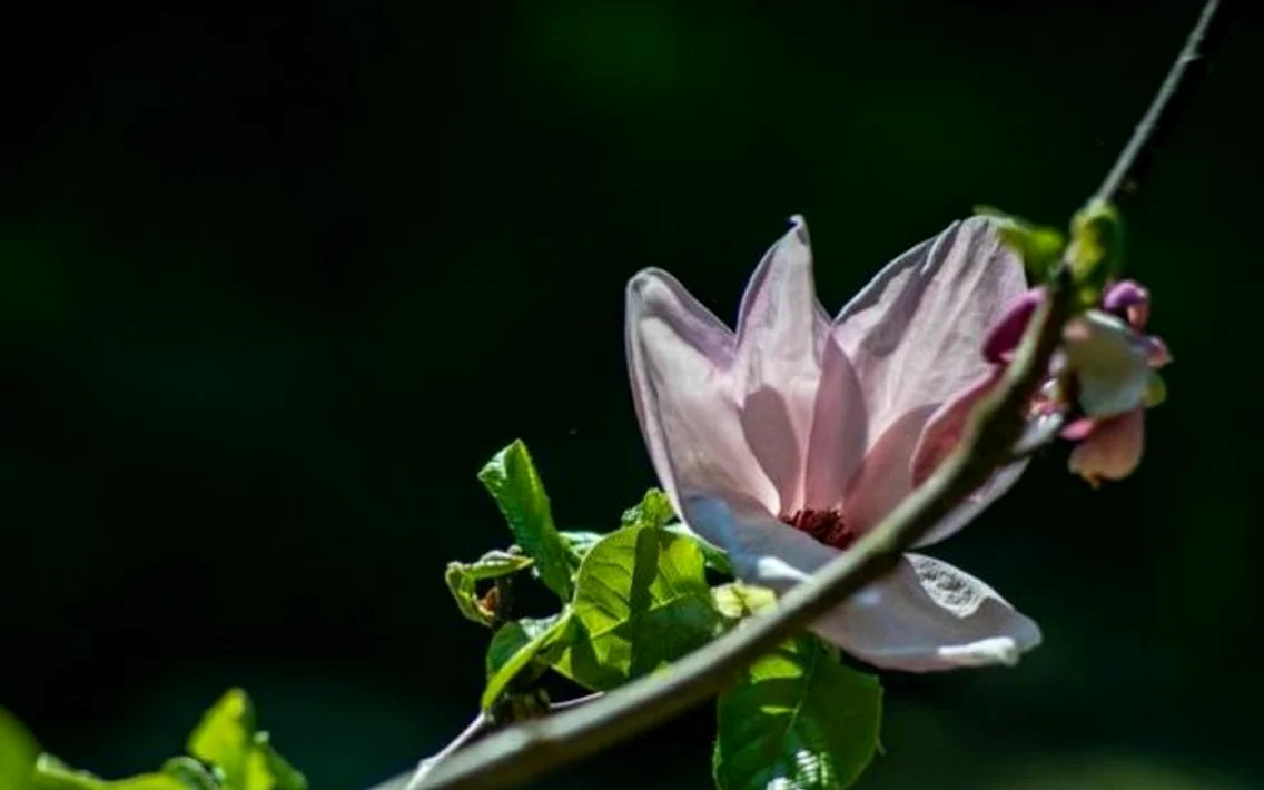 parcul dendrologic simeria foto ovidiu manoilescu