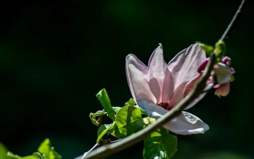 parcul dendrologic simeria foto ovidiu manoilescu