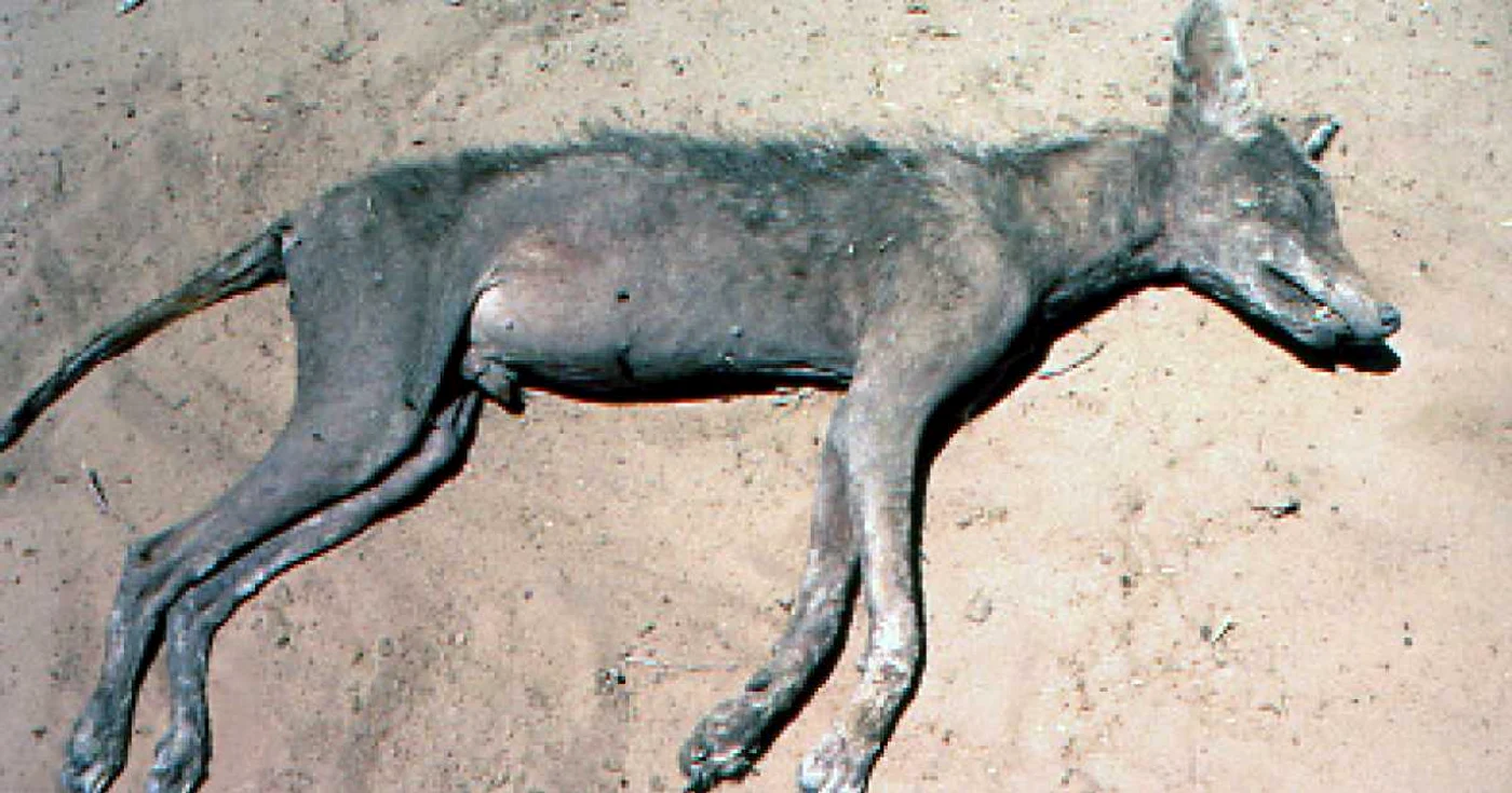 Oamenii de ştiinţă cred că legendarii monştri sunt, de fapt, coioţi bolnavi de râie - foto: Discovery