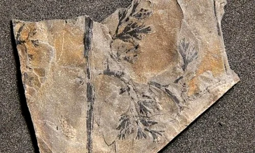 Noi descoperiri umplu un gol din istoria evoluţiei jpeg