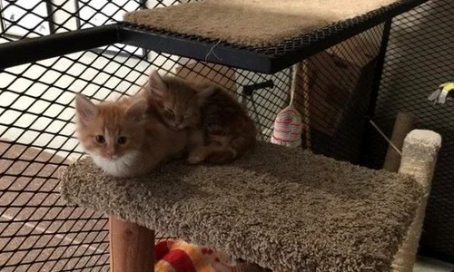 cats jpeg