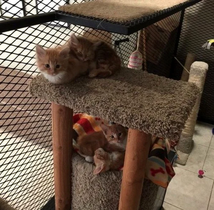 
    Angajații unui consiliu local din New Mexico au voie să se joace cu pisicile la locul de muncăfoto:Reddit  