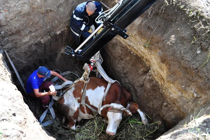 Vaca a fost scoasă din groapă cu ajutorul unei macarale. FOTO: zhd.ro