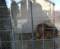gradina zoo resita