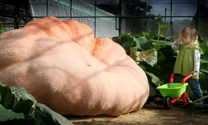 Gigantul mai are nevoie de câteva zile de creştere pentru record jpeg
