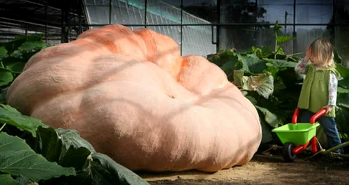 Gigantul mai are nevoie de câteva zile de creştere pentru record