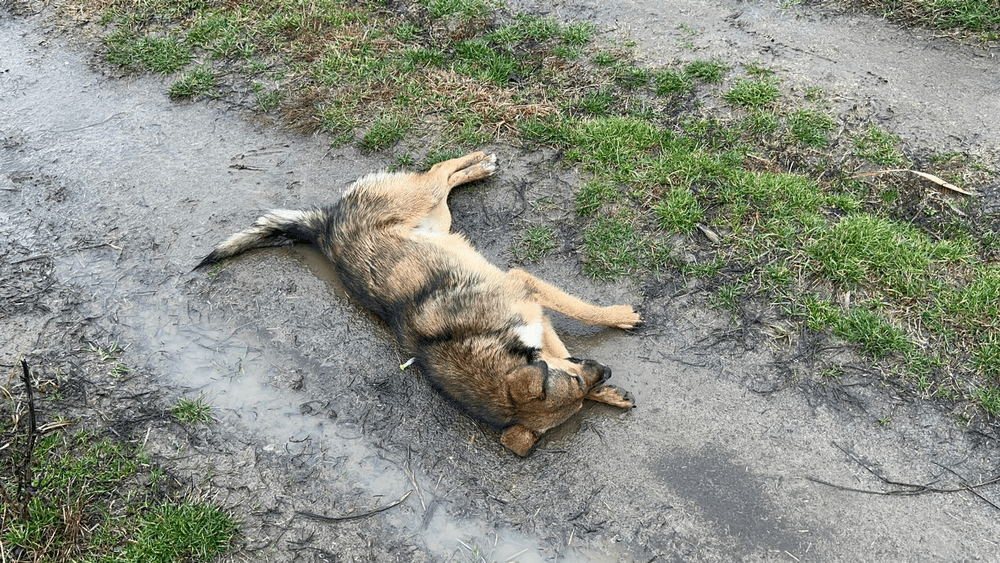 A legat un câine de o căruță, l-a tras pe asfalt și apoi l-a aruncat într-un râu. Pedeapsa infimă pe care o riscă
