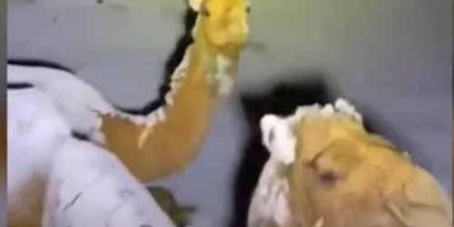 Cămile în deşertul Tabuk din Arabia Saudită Foto captură You Tube