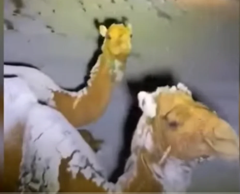 Cămile în deşertul Tabuk din Arabia Saudită Foto captură You Tube