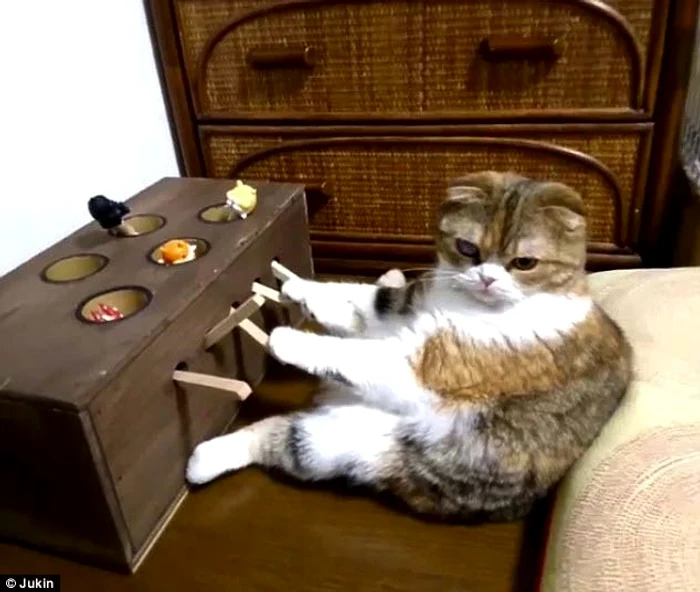 
    Motanul dă cu lăbuţa şi cutia magică îl premiază  