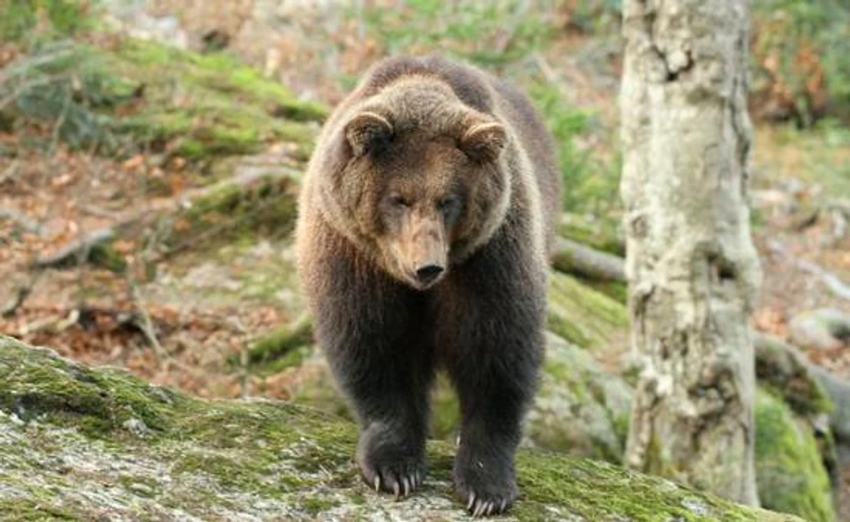 Grig nu a ratat ocazia şi s-a fotografiat cu o sculptură a unui ursFoto Arhivă Personală