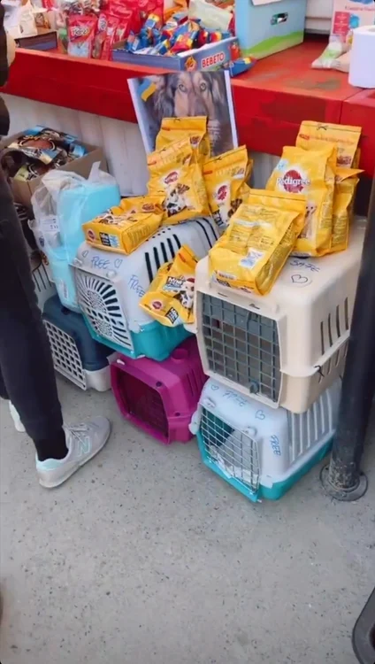 5 tily niculae 4 jpg jpeg