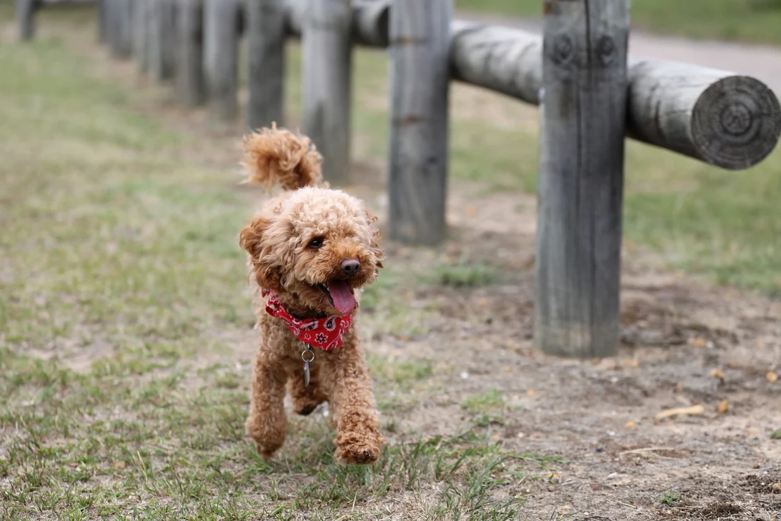 poodle 2521137 1280 jpg jpeg