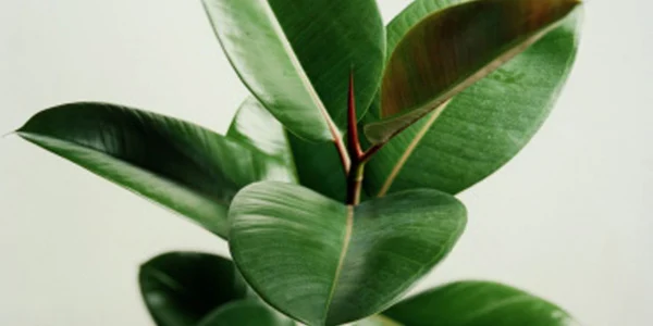 ficus - foto getty images