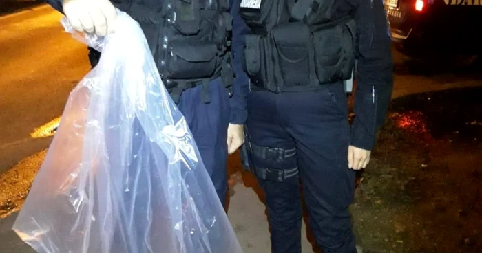 Şarpe găsit de jandarmi FOTO IJJ Timiş