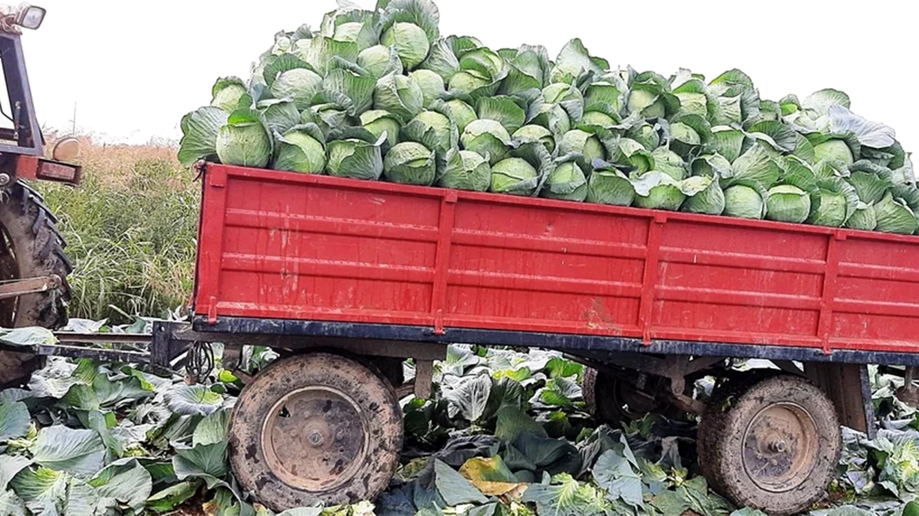 Varza a adus profit aproape pe toată perioada anului FOTO: arhiva