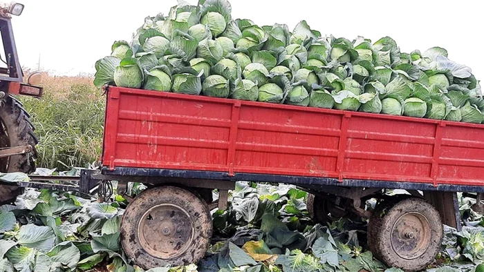 Varza de Lunguleţu stă în depozite, chiar dacă este 50 bani/kg