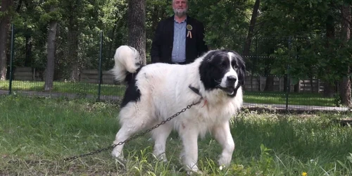 Ciobănesc de Bucovina în expoziţie la Timişoara Ş.Both