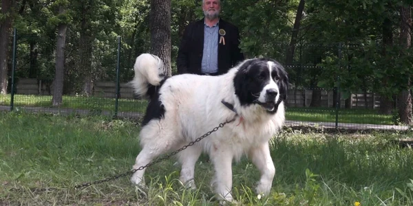Ciobănesc de Bucovina în expoziţie la Timişoara Ş.Both