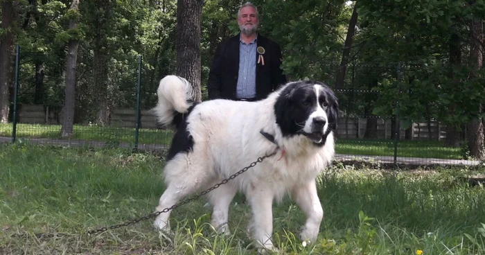 Viorel Gaşpar, preşedintele Clubului Naţional Bucovina, în spatele unui frumos exemplar de ciobănesc FOTO Ş.Both