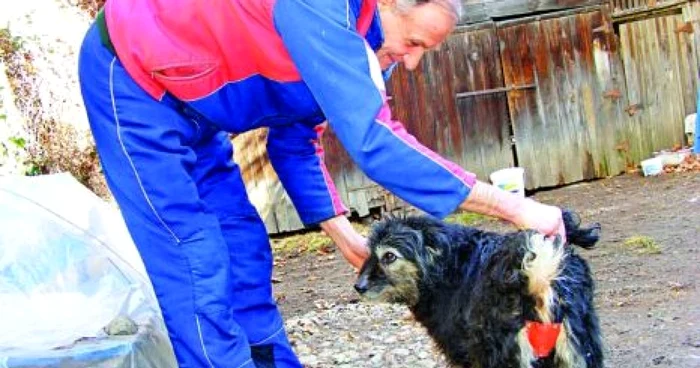 Şi-a salvat căţelul de dulăii în călduri
