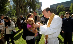 animale biserica profimedia (2) jpg