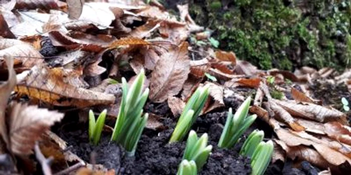 Primii ghiocei FOTO Viorica Codruta Darie, ranger APNMM