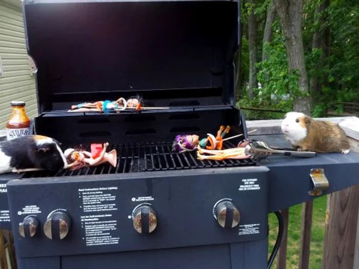 Porcuşorul de Guineea (FOTO CATERS)