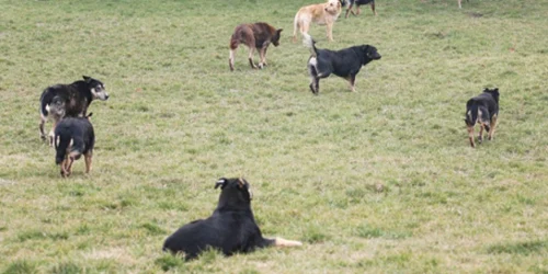 Medicii vor steriliza animalele din Sectorul 2