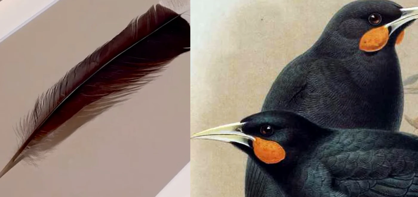 O singură pană a păsării huia a stabilit un record mondial / foto: colaj captură video