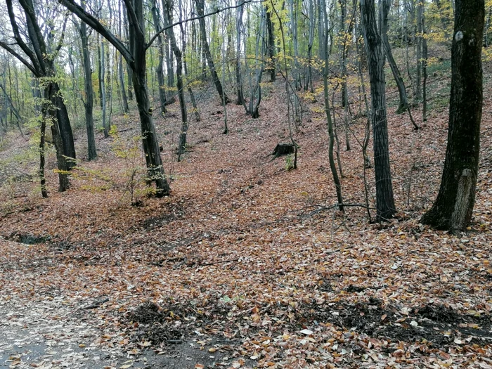 jaful din pădurea streharet - foto alina mitran