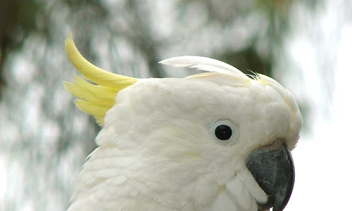2 sydney sulphur crested cockatoo jpg jpeg