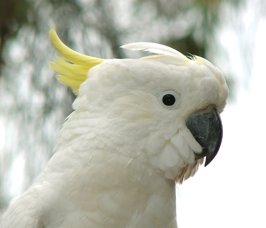 2 sydney sulphur crested cockatoo jpg jpeg