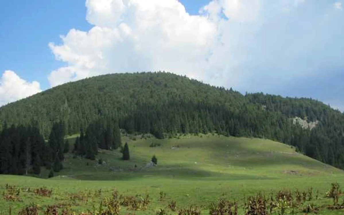 MASH Oradea