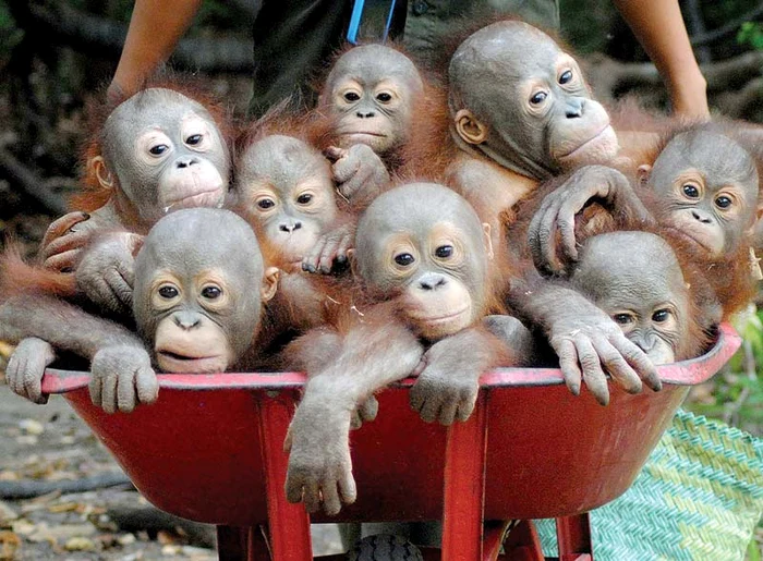 
    8 puişori se  îngrămădeau…Foto: Photoland/Caters  