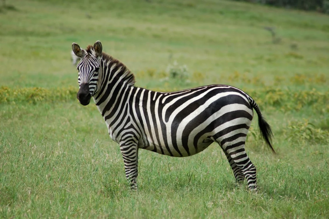 Zebra Foto