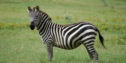 Zebra Foto