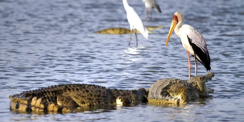 Crocodilul fură peştele berzei în parcul natural Selous Game Reserve din Morogoro Tanzania  FOTO Photoland Caters News