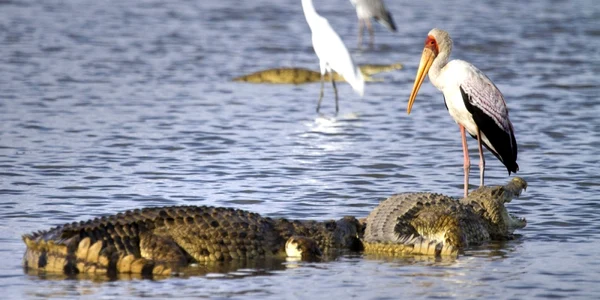Crocodilul fură peştele berzei în parcul natural Selous Game Reserve din Morogoro Tanzania  FOTO Photoland Caters News