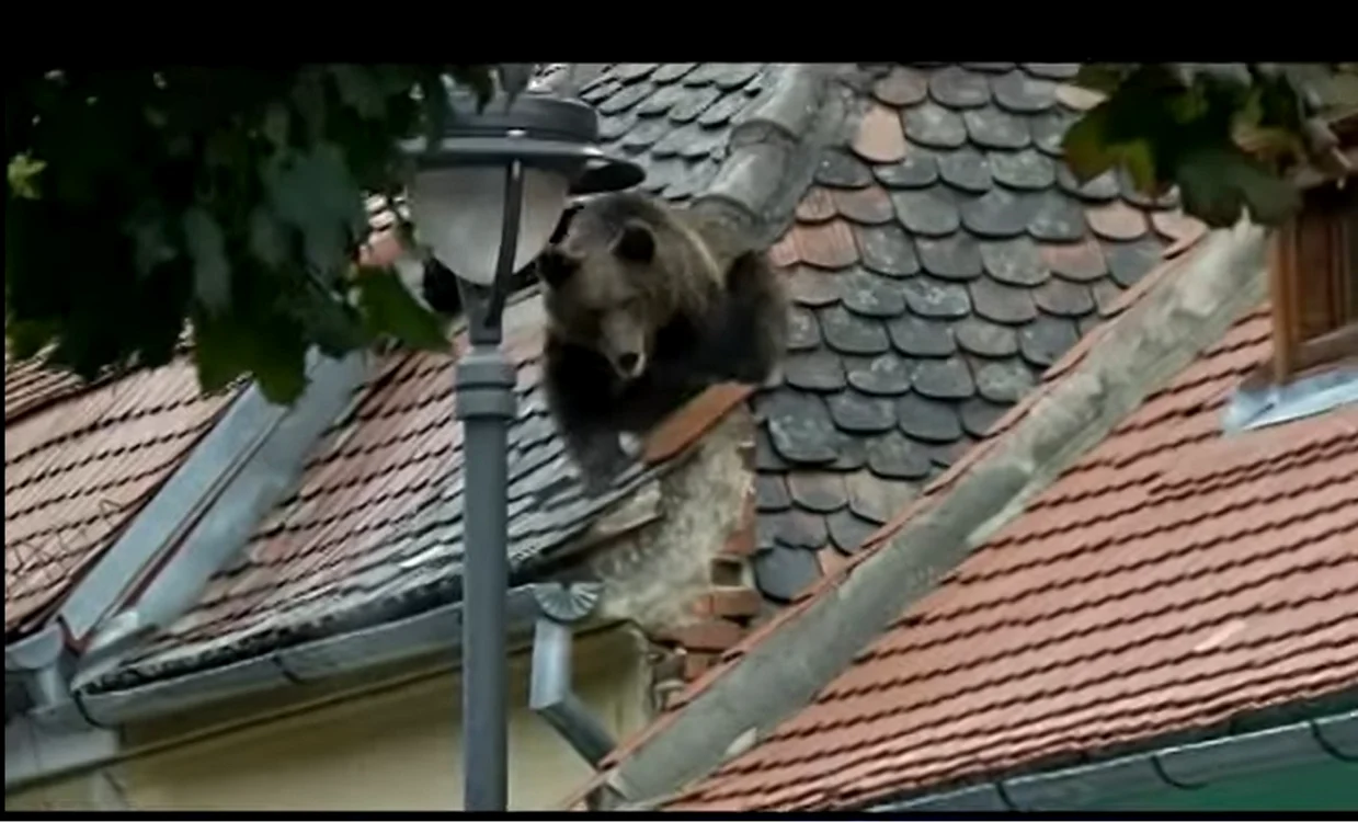 Ursul care în 2016 a fost împușcat mortal în Sibiu Foto captură video