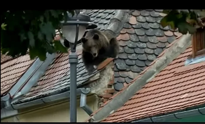 Ursul care în 2016 a fost împușcat mortal în Sibiu Foto captură video