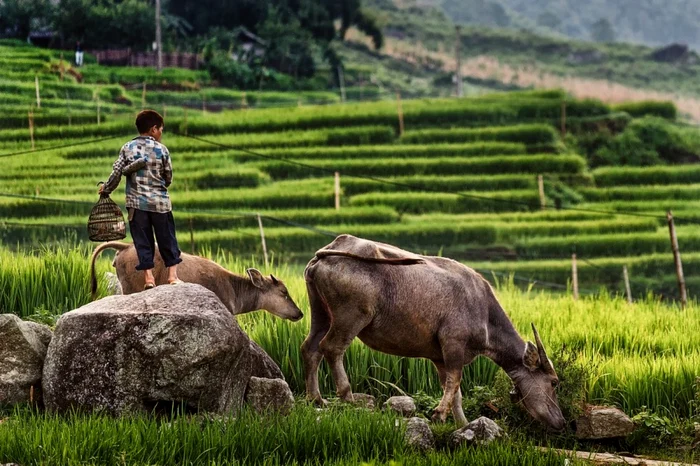 bogdan comanescu vietnam