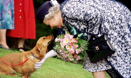 Corgi cainii Reginei (8) jpg