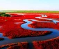 Plaja Panjin, paradisul roşu al Chinei jpeg