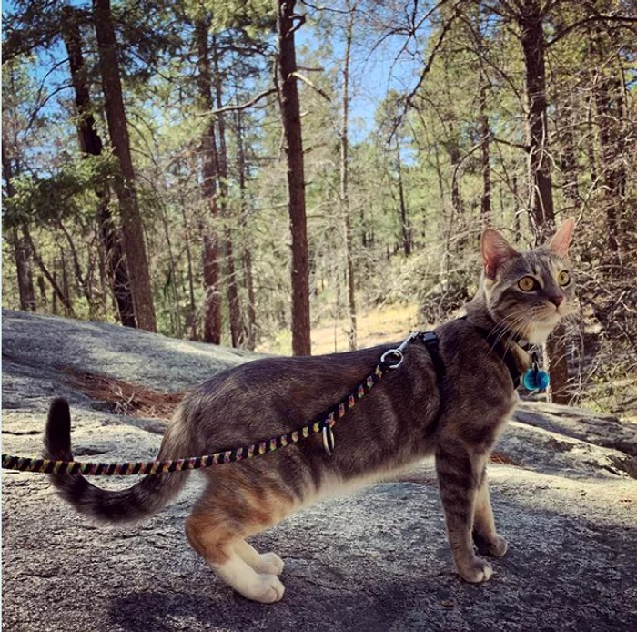 Sokoke poate fi dresată la fel ca un câine / FOTO: Instagram