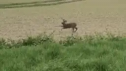 O căprioară „alcoolizată” a devenit virală în Franța: „Bambi a băut prea mult”